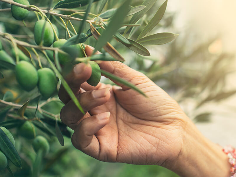 olive leaf extract