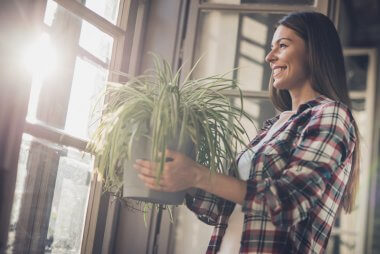 indoor plants