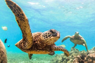 hawaiian green turtle