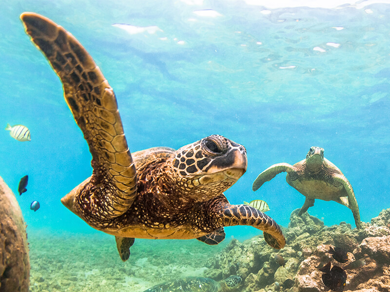 hawaiian green turtle