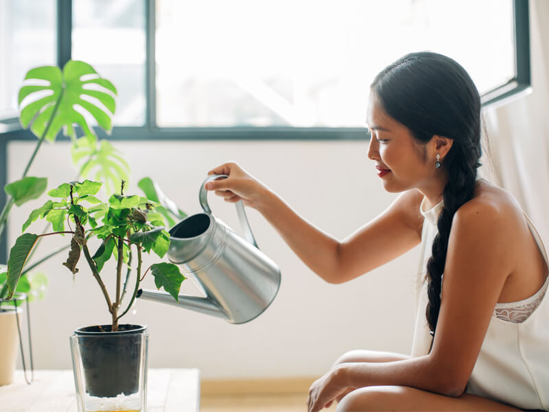 indoor plants