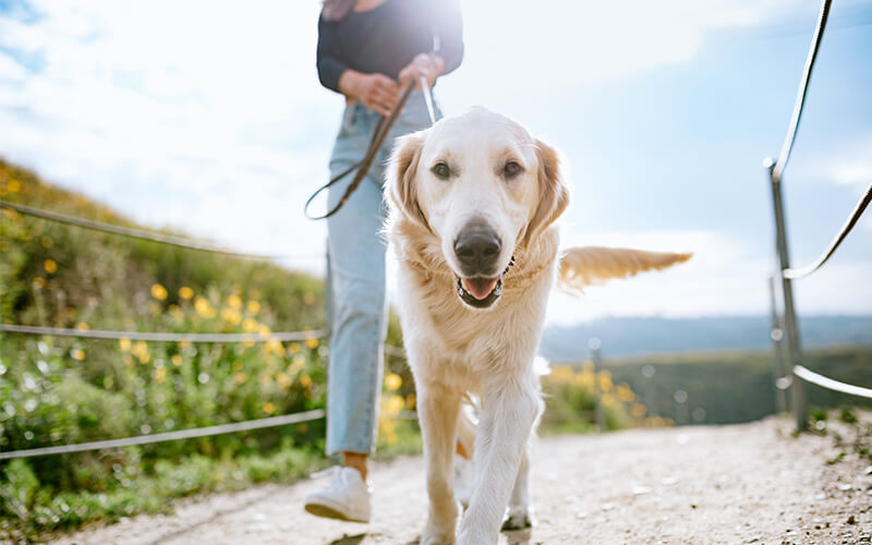 dog walking