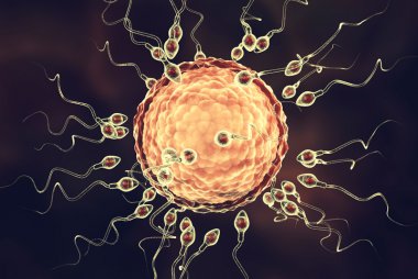 sperm health