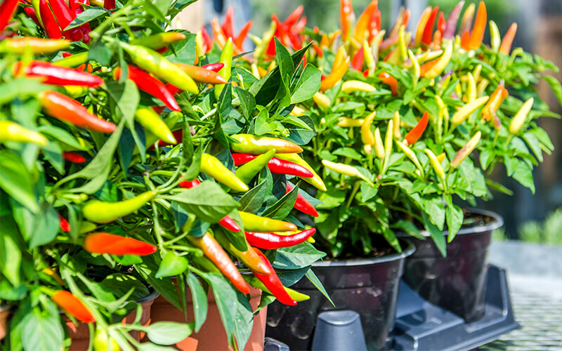 chillis