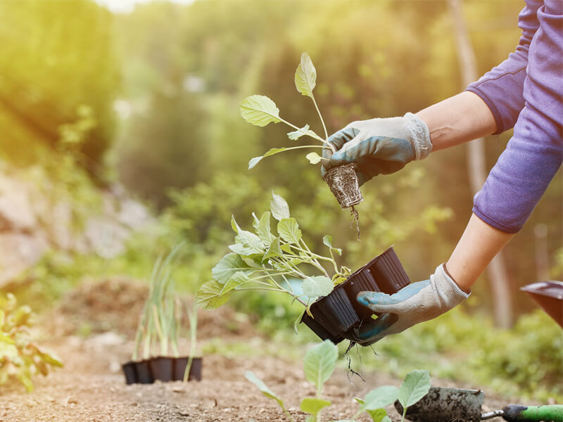 autumn planting