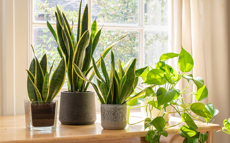 indoor plants