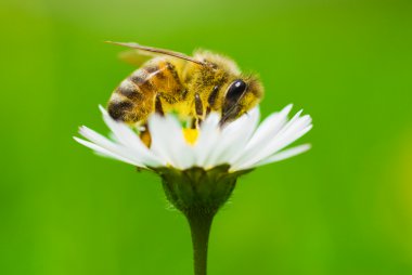 bee stings