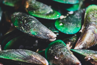 green-lipped mussel