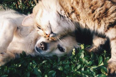 pet-astrology2